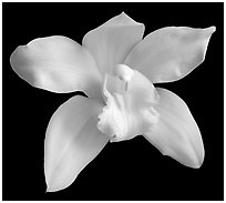 Cymbidium Enzan Delight 'Flourish' Flower. A hybrid orchid ( black and white)