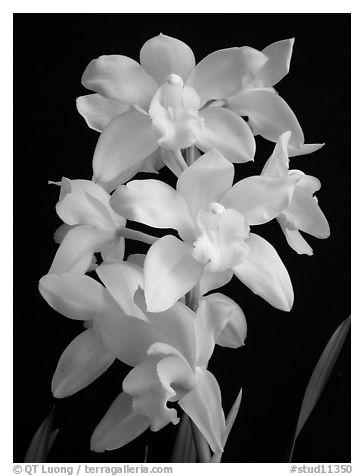 Cymbidium Enzan Delight 'Fluorish'. A hybrid orchid (black and white)