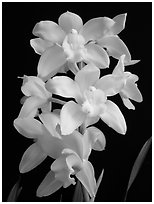 Cymbidium Enzan Delight 'Fluorish'. A hybrid orchid ( black and white)