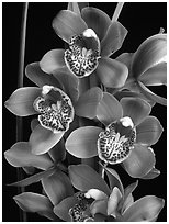 Cymbidium Enzan Forest 'Majolica'. A hybrid orchid (black and white)