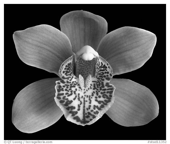 Cymbidium Enzan Forest 'Majolica' Flower. A hybrid orchid (black and white)