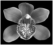 Cymbidium Enzan Forest 'Majolica' Flower. A hybrid orchid ( black and white)