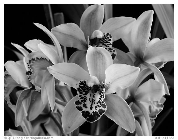 Cymbidium Hybrid. A hybrid orchid (black and white)