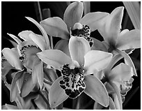 Cymbidium Hybrid. A hybrid orchid (black and white)