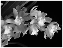 Cymbidium Green Sour 'Fresh'. A hybrid orchid ( black and white)