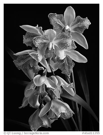 Cymbidium Isle 'Flamingo'. A hybrid orchid (black and white)