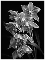 Cymbidium Isle 'Flamingo'. A hybrid orchid (black and white)