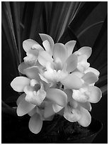 Cymbidium Janis Lin 'Emily Kate'. A hybrid orchid (black and white)