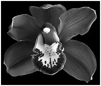 Cymbidium Lady Fire 'Red Angelica'. A hybrid orchid (black and white)