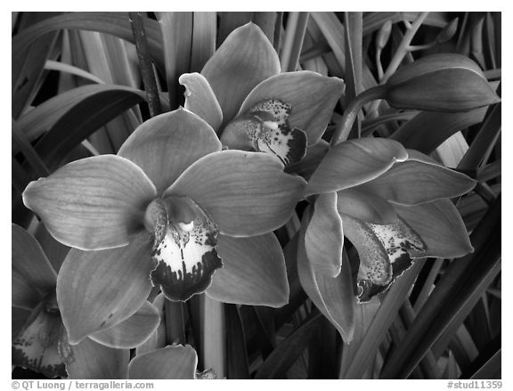 Cymbidium Mighty Sunset 'Annabelle'. A hybrid orchid (black and white)