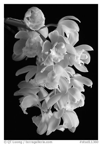 Cymbidium Mini Mary 'Grenadier'. A hybrid orchid (black and white)