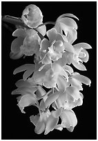 Cymbidium Mini Mary 'Grenadier'. A hybrid orchid (black and white)