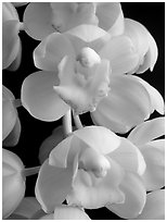 Cymbidium Mini Sarah 'Pearl Fall' Flowers. A hybrid orchid (black and white)