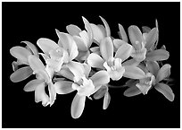 Cymbidium Olymilum 'White Elf'. A hybrid orchid (black and white)