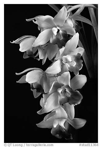 Cymbidium Pearl Dawson 'Procyon'. A hybrid orchid (black and white)