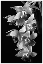 Cymbidium Pearl Dawson 'Procyon'. A hybrid orchid (black and white)