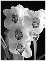 Cymbidium Pine Clash 'Moon Venus'. A hybrid orchid ( black and white)