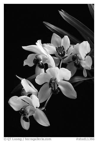 Cymbidium Rincon Lady 'Zita'. A hybrid orchid (black and white)