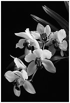 Cymbidium Rincon Lady 'Zita'. A hybrid orchid (black and white)