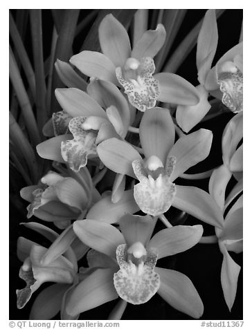 Cymbidium Sarah Jean 'Karen' Flowers. A hybrid orchid (black and white)