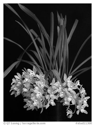 Cymbidium Saran Jean 'Karen'. A hybrid orchid (black and white)