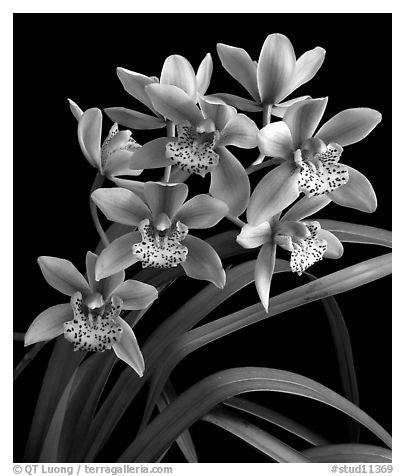 Cymbidium Starbright. A hybrid orchid (black and white)