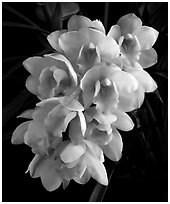 Cymbidium Splendid Pinkie 'Petite Minerve'. A hybrid orchid ( black and white)