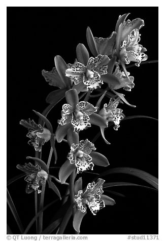 Cymbidium Strathdon 'Cooksbridge Fantasy''. A hybrid orchid (black and white)