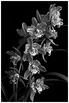 Cymbidium Strathdon 'Cooksbridge Fantasy''. A hybrid orchid (black and white)