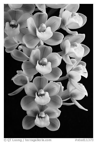 Cymbidium Sunshine Falls 'Butterball'. A hybrid orchid (black and white)