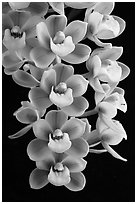 Cymbidium Sunshine Falls 'Butterball'. A hybrid orchid (black and white)