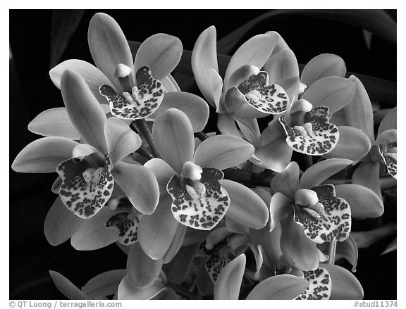 Cymbidium Tom Thumb 'Calliope'. A hybrid orchid (black and white)