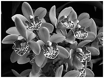 Cymbidium Tom Thumb 'Calliope'. A hybrid orchid ( black and white)