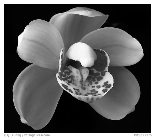 Cymbidium Tom Thumb 'Calliope' Flowers. A hybrid orchid (black and white)