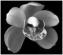 Cymbidium Tom Thumb 'Calliope' Flowers. A hybrid orchid ( black and white)