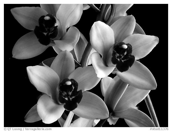 Cymbidium Yai 'Sweet Plum'. A hybrid orchid (black and white)