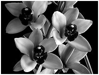 Cymbidium Yai 'Sweet Plum'. A hybrid orchid (black and white)