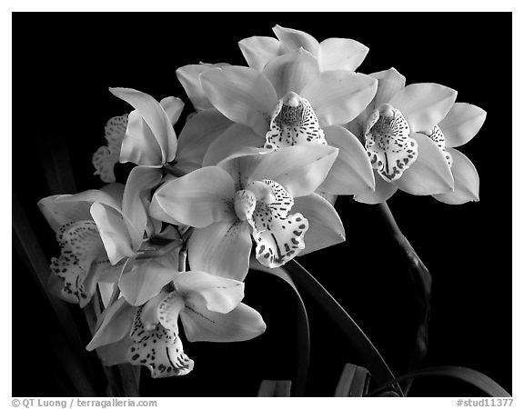 Cymbidium Fanfair. A hybrid orchid (black and white)