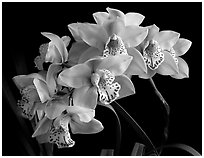Cymbidium Fanfair. A hybrid orchid ( black and white)