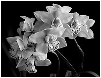 Cymbidium Fanfair. A hybrid orchid (black and white)