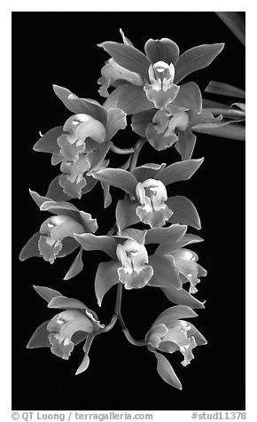 Cymbidium hybrid '12'. A hybrid orchid (black and white)