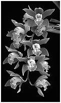 Cymbidium hybrid '12'. A hybrid orchid ( black and white)