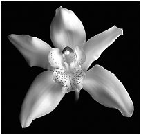 Cymbidium hybrid '2'. A hybrid orchid ( black and white)