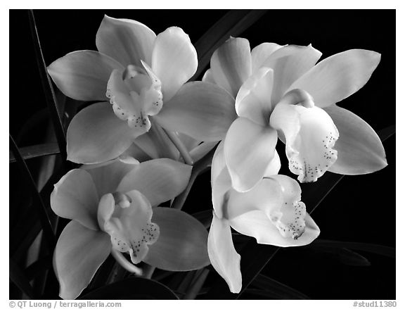 Cymbidium hybrid '21'. A hybrid orchid (black and white)