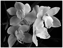 Cymbidium hybrid '21'. A hybrid orchid (black and white)