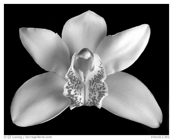 Cymbidium hybrid '4'. A hybrid orchid (black and white)