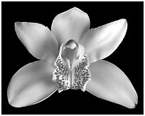 Cymbidium hybrid '4'. A hybrid orchid ( black and white)
