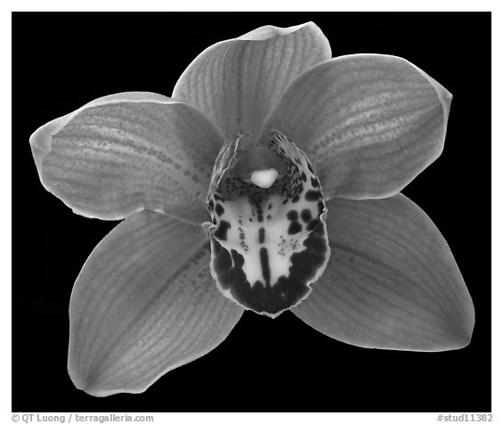 Cymbidium Claude Pepper 'Purple Splendor'. A hybrid orchid (black and white)