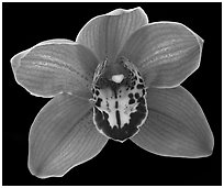 Cymbidium Claude Pepper 'Purple Splendor'. A hybrid orchid ( black and white)