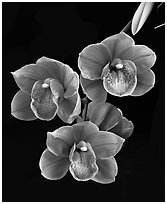 Cymbidium Devon Lord 'Viceroy'. A hybrid orchid ( black and white)